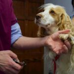 Vet examining dog