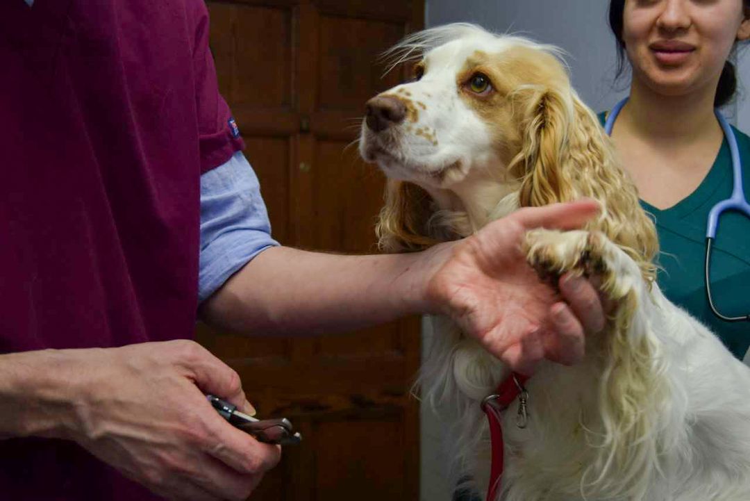 Vet examining dog