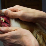 Dogs teeth being examine