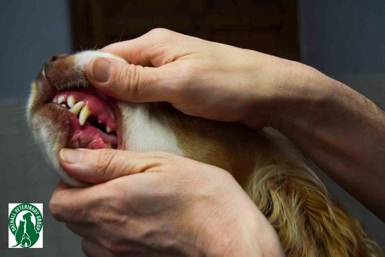Dogs teeth being examine