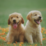 Two puppies