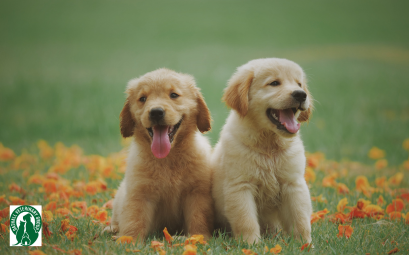 Two puppies