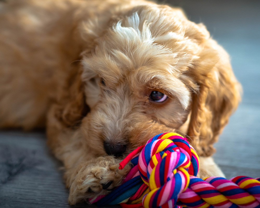 Happy, healthy puppy and kitten cared for by expert vets at Oathall Vets.