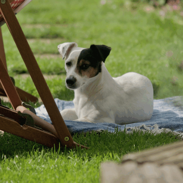 Heatstroke in Dogs – Spotting the Signs and Acting Fast
