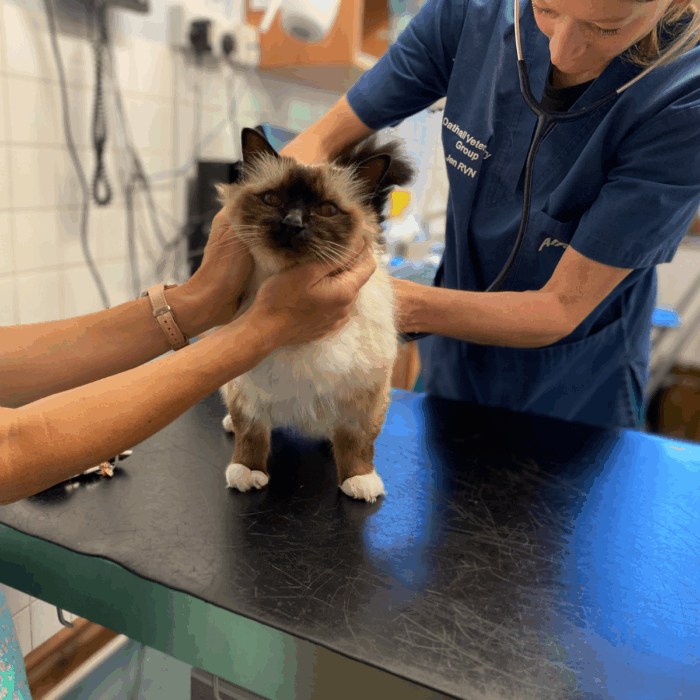 My Cat Has Vomited – When Should I Be Concerned? 