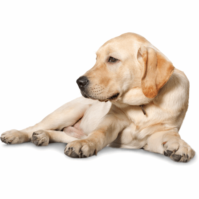 My Pet Has Collapsed – What Should I Do?
