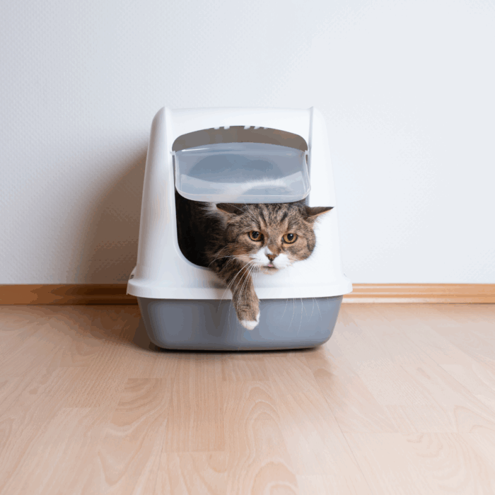 My Pet Has Diarrhoea – Should I Be Concerned?