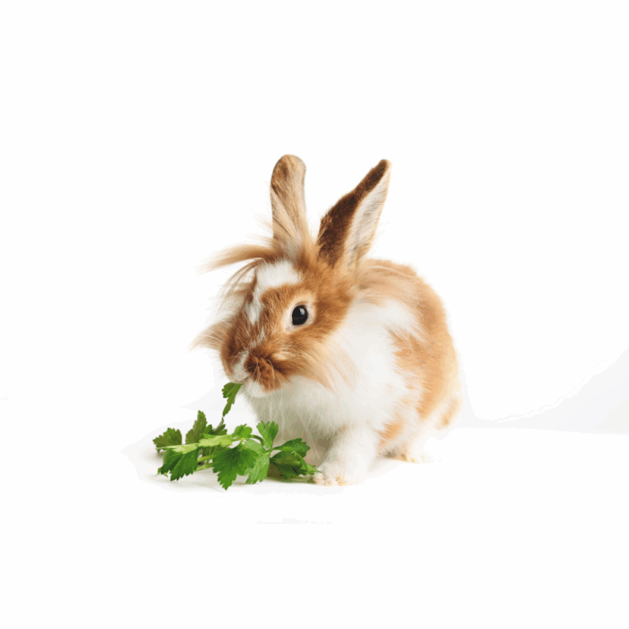 My Rabbit is Not Eating