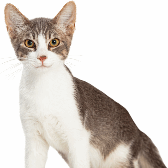 Neutering Your Cat