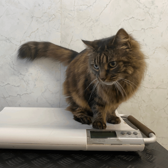 Parasite Control for Cats: Fleas, Ticks & Worms
