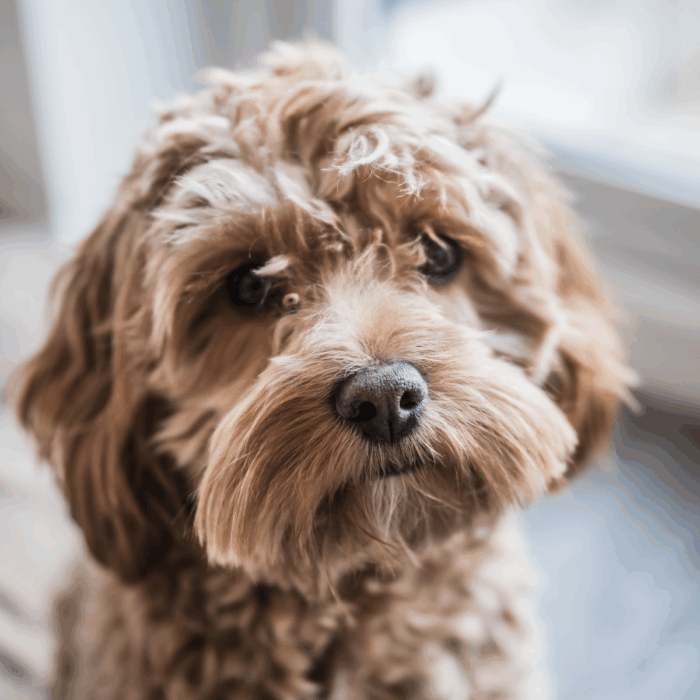 Parasite Control for Dogs: Fleas, Ticks & Worms