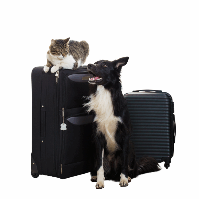 Pet Travel Advice – Making Pet Travel Simple with Oathall Vets
