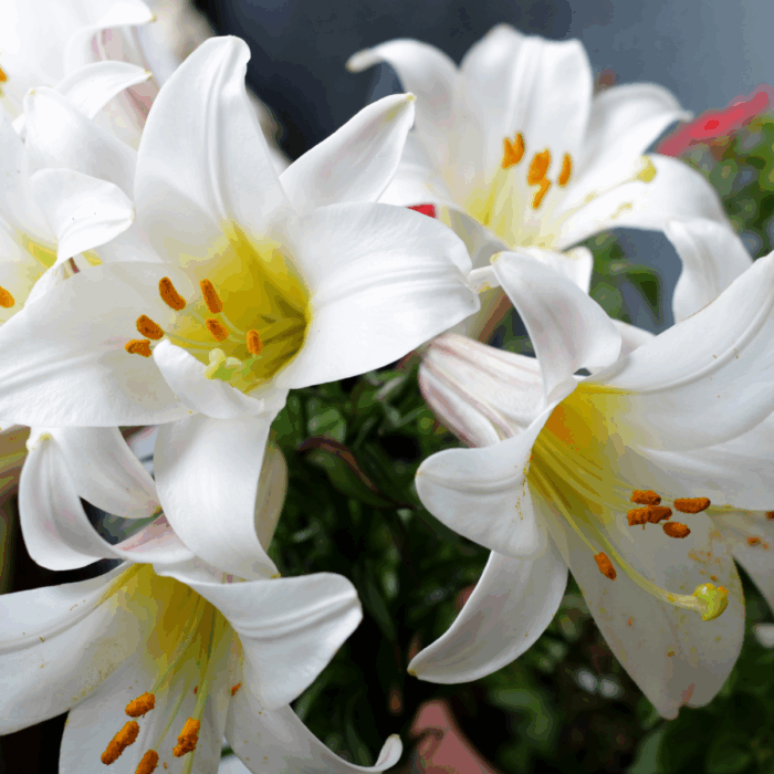 Poisonous Plants for Cats