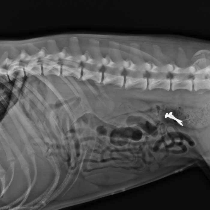 How Can I Tell If My Pet Has Ingested a Foreign Object?