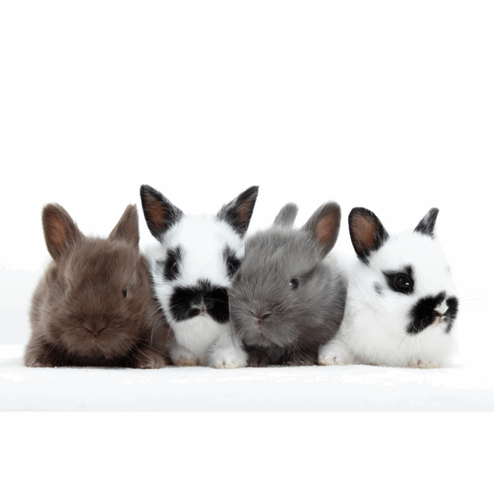Getting a New Rabbit: Everything You Need to Know