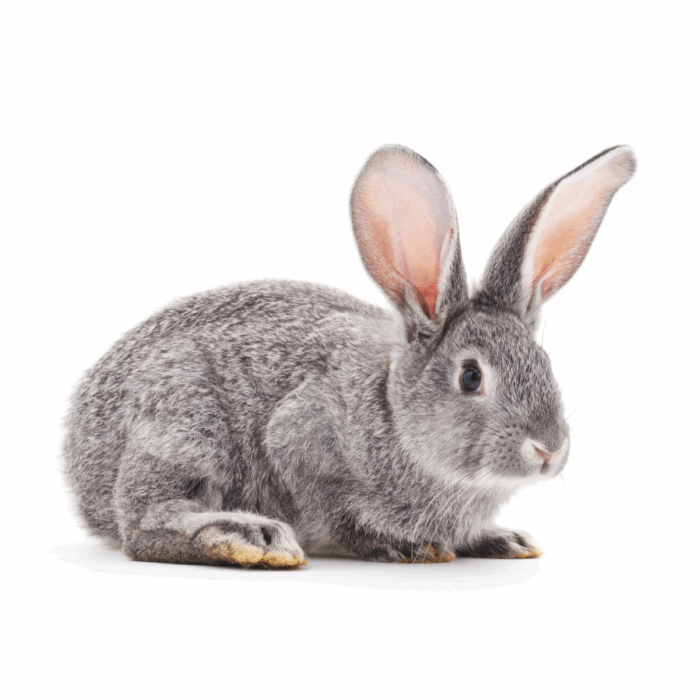 How Do I Know if My Rabbit is in Pain?