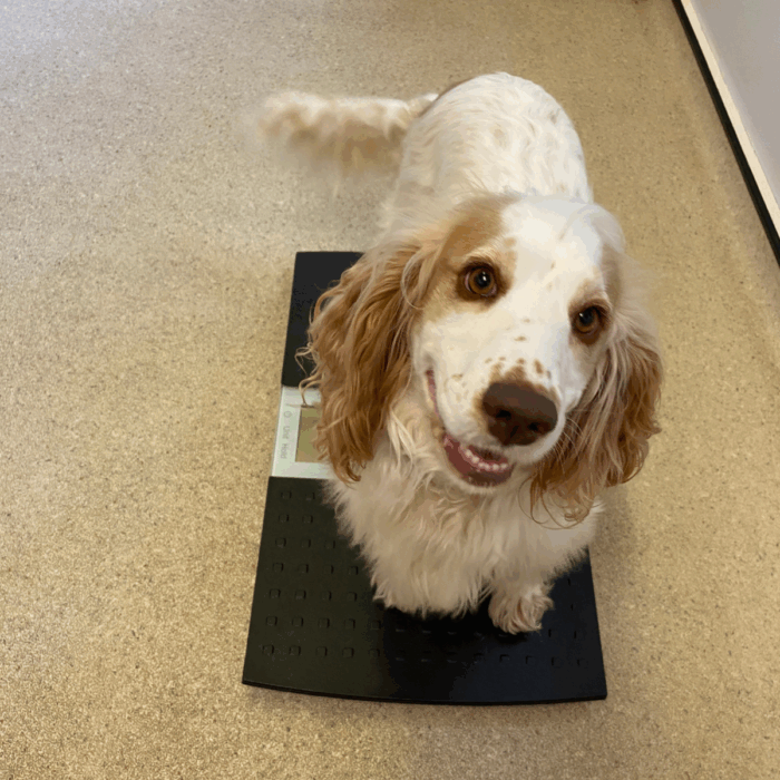 How Much Food Should I Feed My Dog?