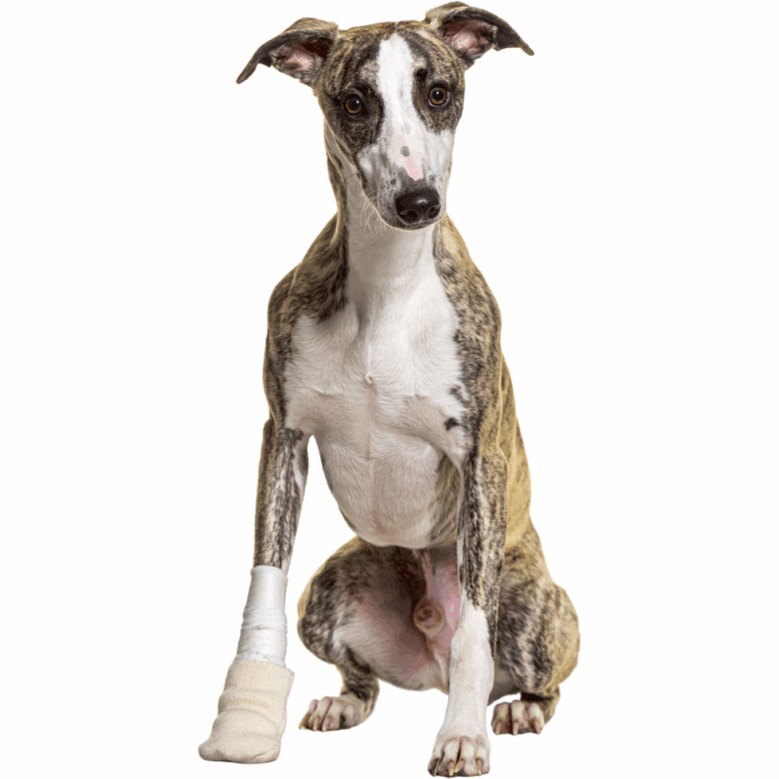 My Pet is Bleeding – What You Should Do